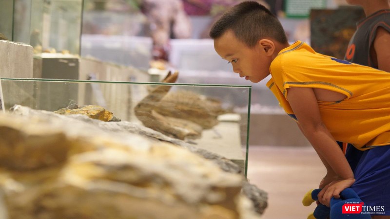 Những mẫu vật thu hút cả những em nhỏ