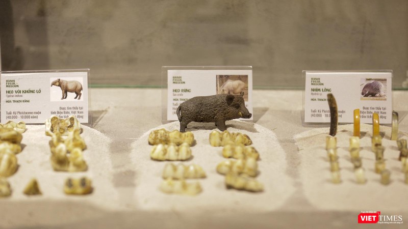 Hoá thạch của những loài động vật từ hàng trăm năm