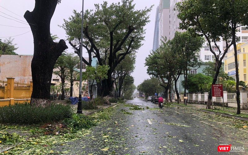 Đường Trần Phú sau bão