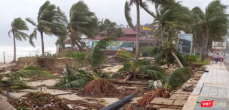 Rừng dừa ven biển du lịch khu vực quận Ngũ Hành Sơn bị nước cuốn trốc gốc Rừng dừa ven biển du lịch khu vực quận Ngũ Hành Sơn bị nước cuốn trốc gốc