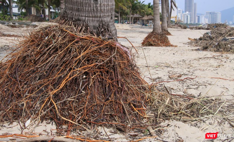 Các cây dừa trên bãi biển bị xói lở đến trơ cả rễ