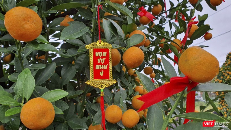 Từ nhiều năm nay, người dân làng quất Cẩm Hà đã đưa cây quất Hội An đến với mọi miền đất nước mỗi khi Tết đến, Xuân về và mong cầu một năm mới vạn sự như ý.