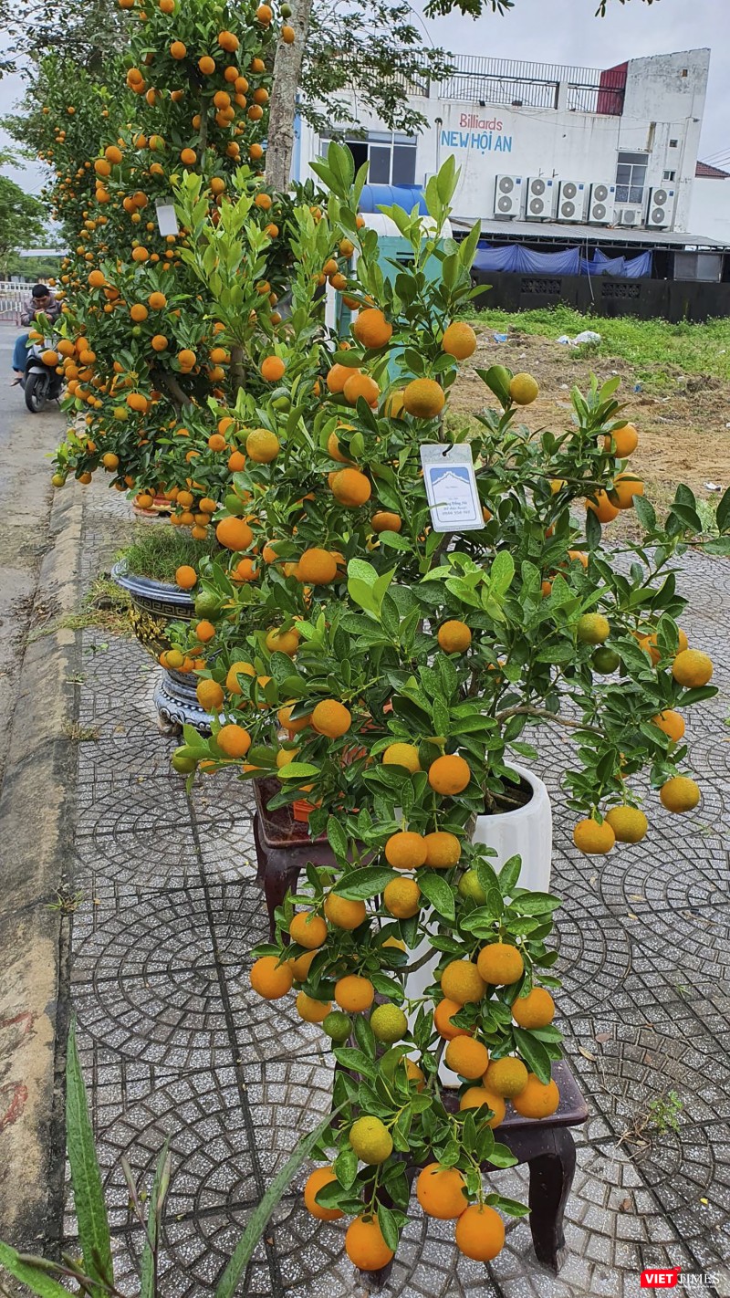 Một cây quất thế