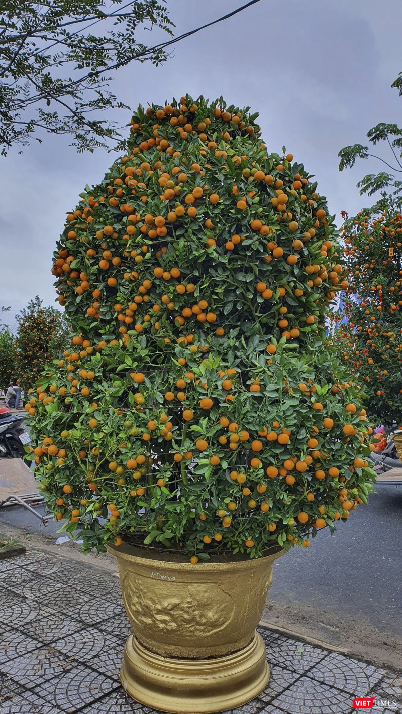 Một cây quất cảnh được tạo dáng "hồ lô" độc đáo
