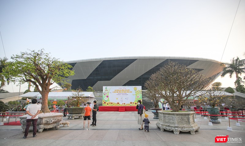 Hơn 200 cây mai dạng "siêu phẩm" tham dự hội thi Mai vàng Đà Nẵng năm 2023