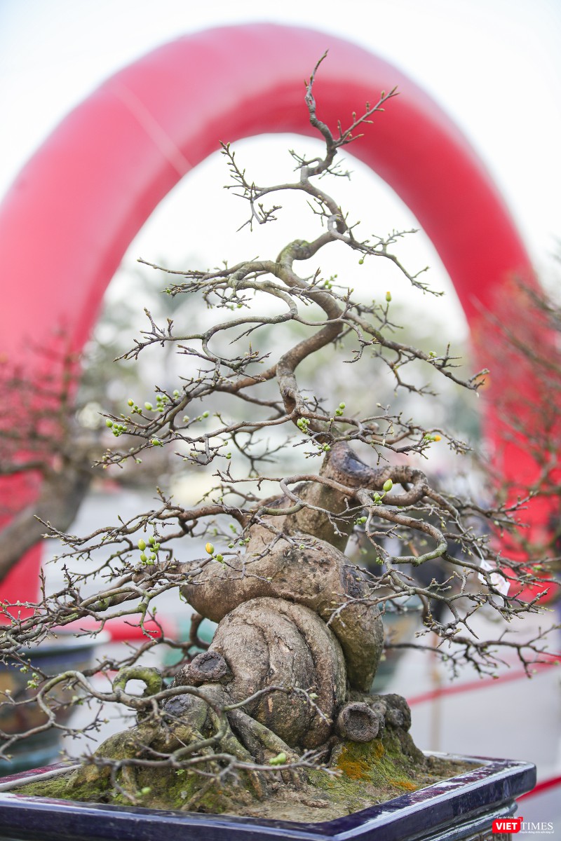 Thêm một "siêu phẩm" mai vàng