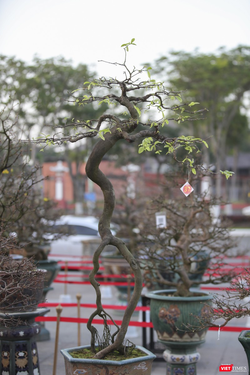 Cội mai xuân được giải tại hội thi