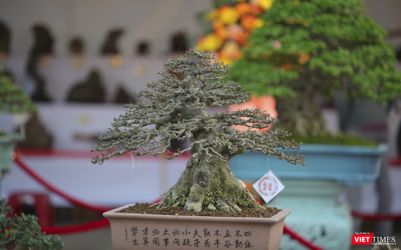 "Siêu phẩm" bonsai đoạt Giải bạc