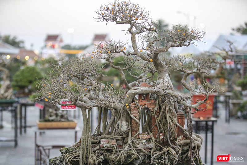 Bên cạnh các "siêu phẩm" mai vàng còn có các tác phẩm bonsai ấn tượng