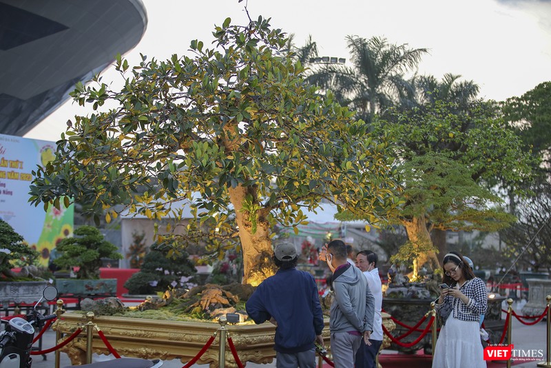 Cây mít bonsai thu hút người dân