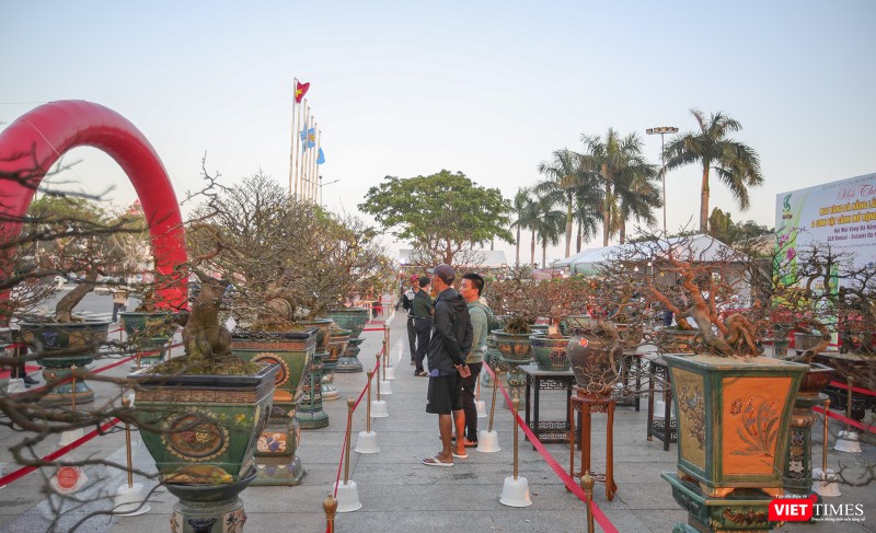 Giới mê hoa mai thưởng lãm các tác phẩm xuất sắc