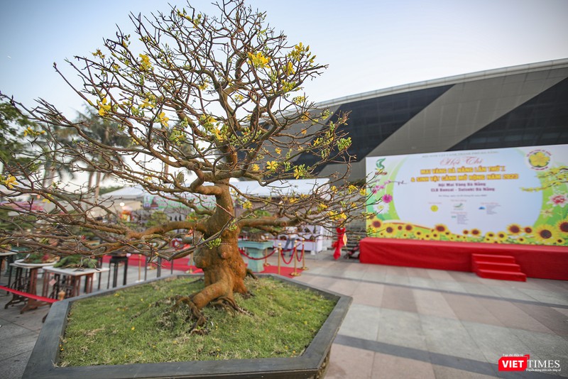 Cây mai vàng đoạt Giải vàng tại hội thi