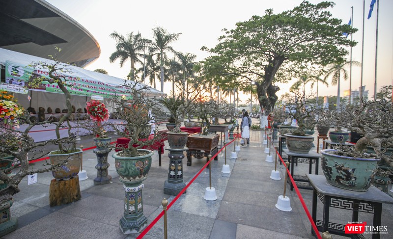 Các tác phẩm tham dự hội thi là những cội mai vàng già hàng chục năm tuổi