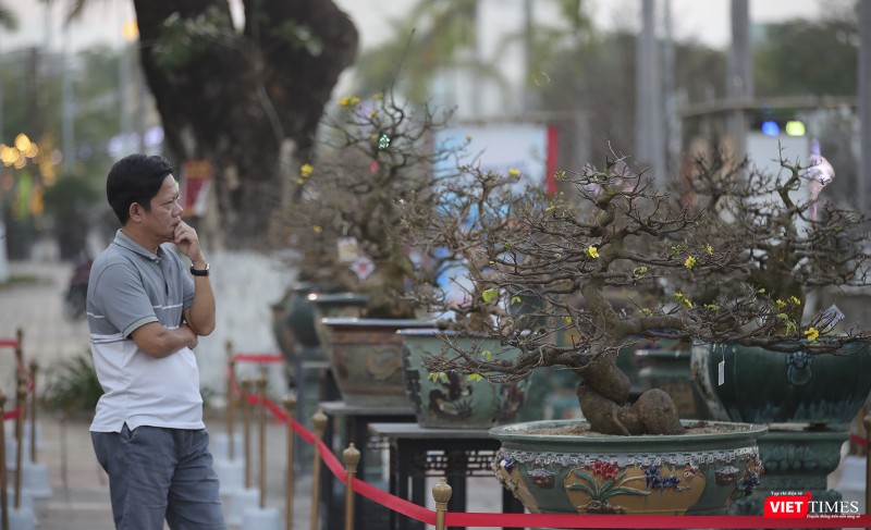 Người mê mai vàng bị các "siêu phẩm" hội thi Mai vàng Đà Nẵng năm 2023 "thôi miên"