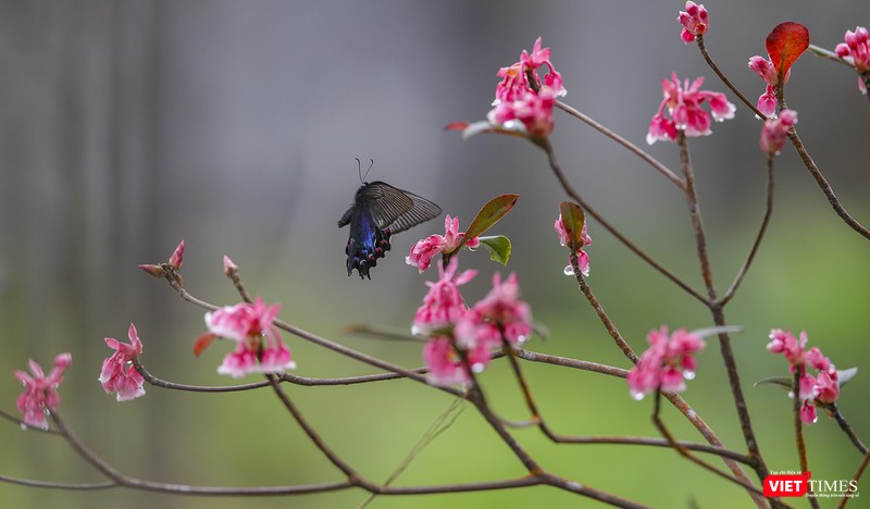 Hoa đào chuông khoe sắc trên đỉnh Bà Nà (Đà Nẵng)