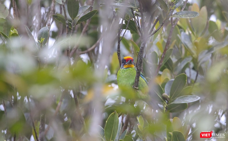 Một chú chim đầy màu sắc cũng "ngắm" hoa