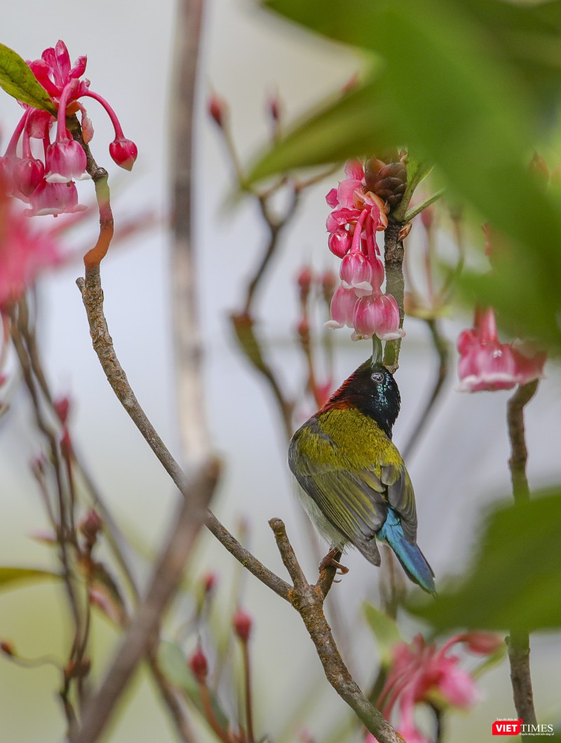 Hoa đào chuông nở thu hút chim về hút mật