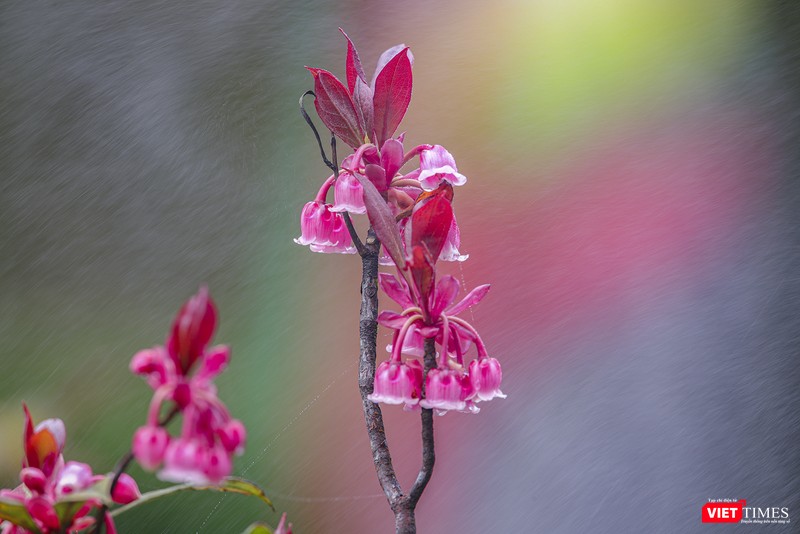 Đào chuông trong sương