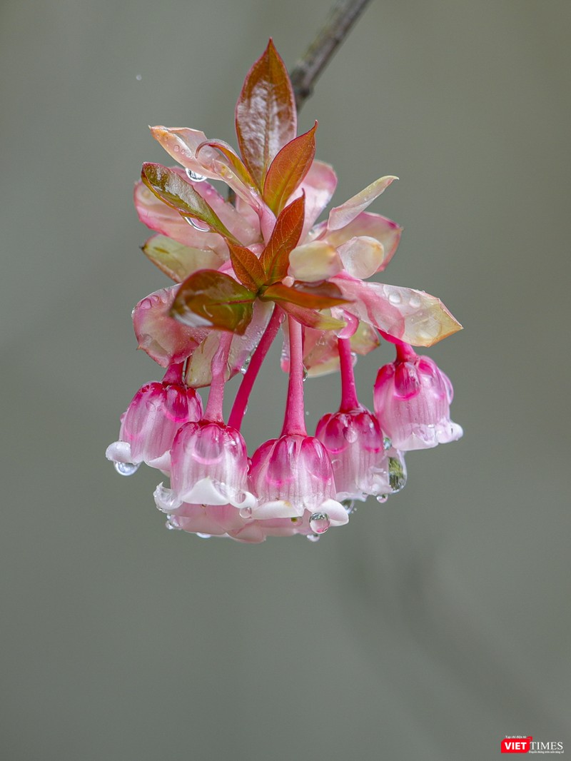 Hoa đào chuông trong sương