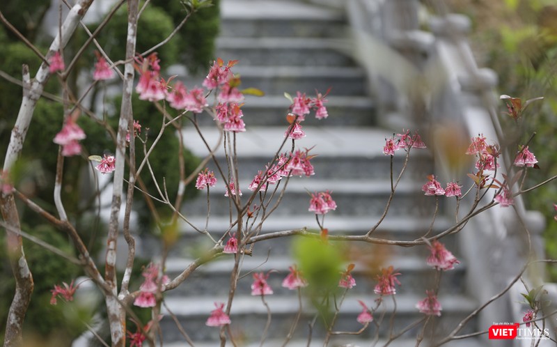 Hoa đào chuông nở ngay trên lối đi