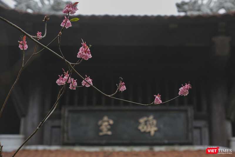 Khoe sắc bên mái tháp