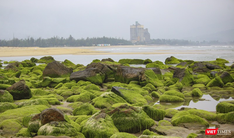 Một góc gành đá Nam Ô vào mùa rêu