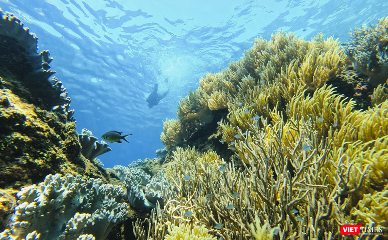 vt_aquaman da thanh 1.png