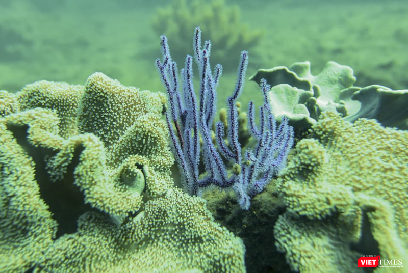 vt_aquaman da thanh 13.png