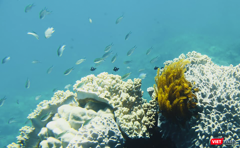 vt_aquaman da thanh 14.png