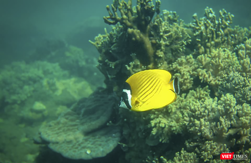 vt_aquaman da thanh 23.png