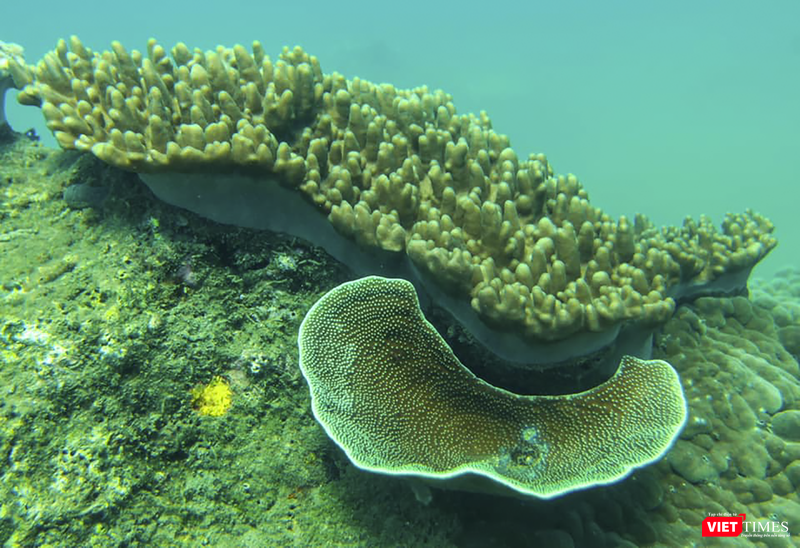 vt_aquaman da thanh 24.png