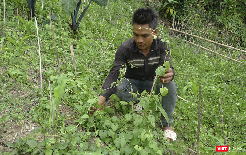 vt_cay duoc lieu 1.png