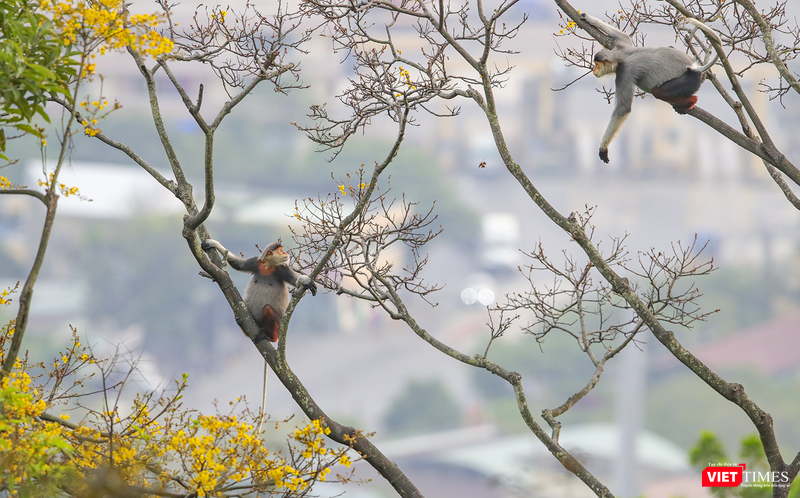 vt_du lich da nang.png