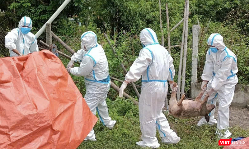 Lực lượng chức năng Đà Nẵng xử lý lợn bệnh do dịch.