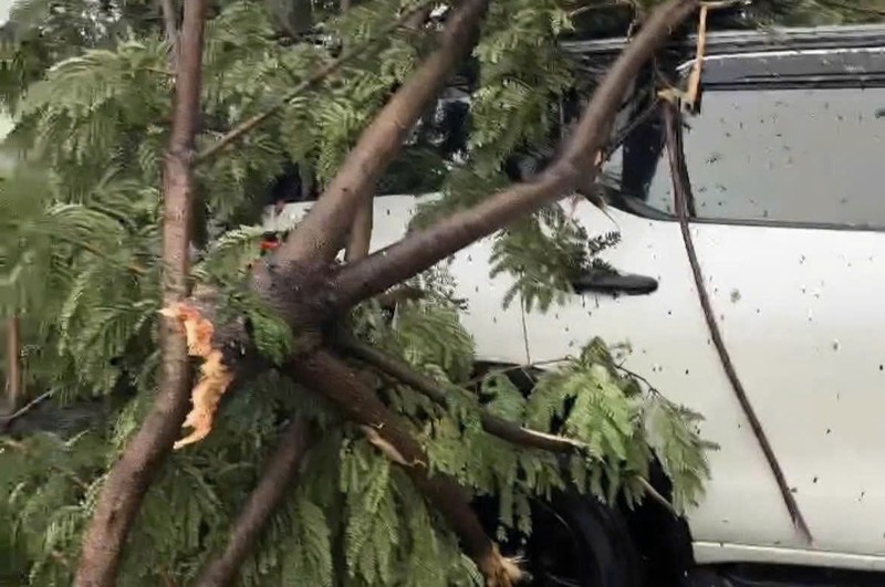 Chiếc xe 7 bị cây xanh đè trúng