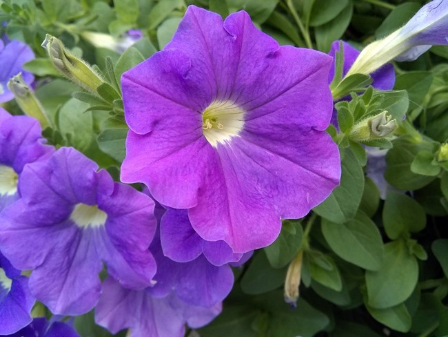 Motorola Moto E4 có phải là chiếc smartphone giá rẻ tốt nhất hiện nay? ảnh 5