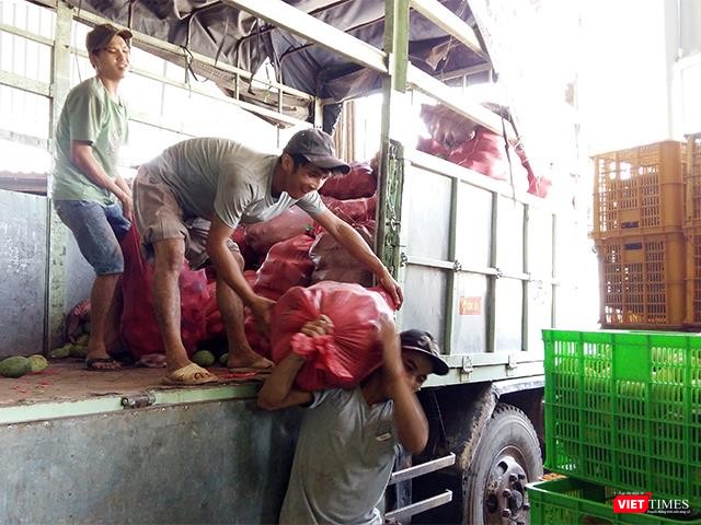 Những ngày cao điểm vào vụ xoài ở Nam Bộ, công nhân bốc vác của nhà máy làm không hết việc.