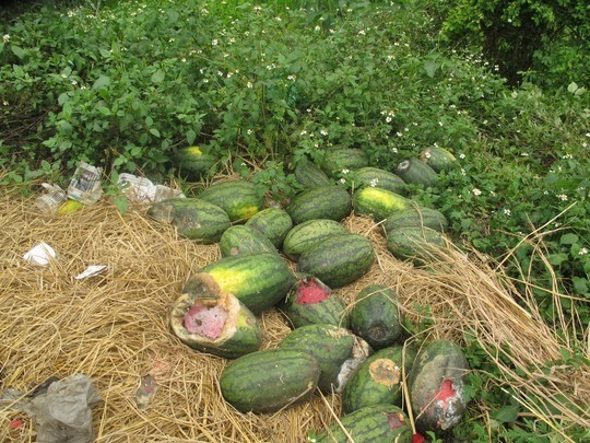 Nhiều xe dưa đã bị phía Trung Quốc trả về vì không đạt chất lượng, được chủ hàng mang về bán đổ bán tháo với giá rẻ chỉ từ 10-20 ngàn đồng/quả ở ngay cửa khẩu Tân Thanh.