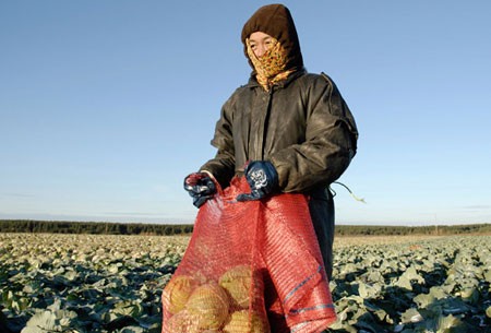 Nông dân Trung Quốc đang thu hoạch bắp cải tại một nông trang tập thể đã bị phá sản ở tỉnh Sverdlovsk (Reuters)