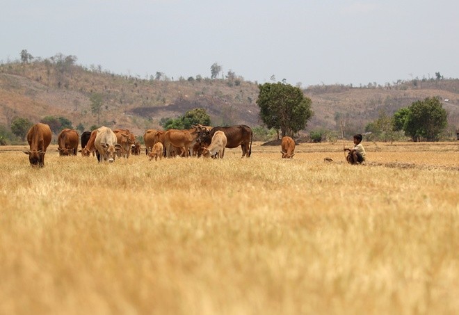 Tây Nguyên 'oằn' mình trong đại hạn lịch sử ảnh 14