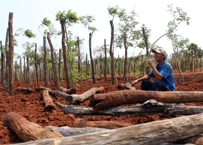 Tây Nguyên 'oằn' mình trong đại hạn lịch sử ảnh 17