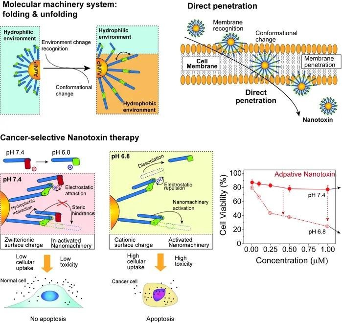 Máy nano "nanomachine", do nhóm nghiên cứu chung KIST-UNIST phát triển, thâm nhập và tiêu diệt tế bào ung thư có chọn lọc bằng cơ chế hoạt động. Ảnh: Viện Khoa học và Công nghệ Hàn Quốc (KIST)