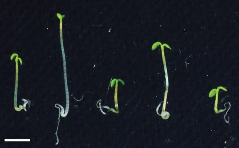 Làm thay đổi mức độ của các protein CRY2 và UBP12 và UBP13 trong cây Arabidopsis thaliana ảnh hưởng đến sự tăng trưởng. Cây đầu tiên từ bên trái phát triển bình thường. Cây thứ hai thiếu CRY2 và phát triển quá dài. Cây thứ ba thiếu UBP12 và UBP13 phát triển ngắn hơn. Cây thứ tư có mức UBP12 và UBP13 cao, cây thứ năm có mức CRY2 cao. Ảnh: Phòng thí nghiệm Pedmale / CSHL, 2022