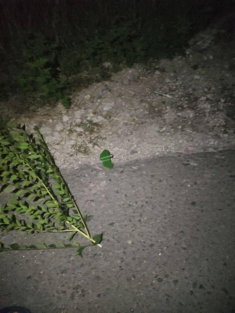 Mìn lá sát thương bộ binh Petal trên địa phận vùng Donetsk. Ảnh Novorossia. Mìn lá sát thương bộ binh Petal trên địa phận vùng Donetsk. Ảnh Novorossia.