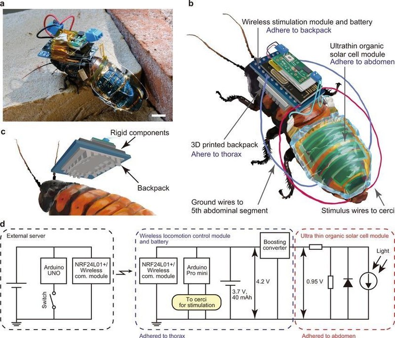 Cấu trúc thiết kế một con gián cyborg. Ảnh SciTechDaily.