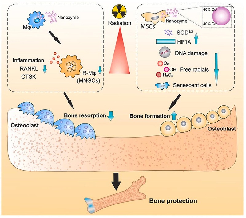 Sơ đồ các hạt nano ôxít xeri, nanoceria ngăn chặn bảo vệ xương chống ô xy hóa. Ảnh Phis.org