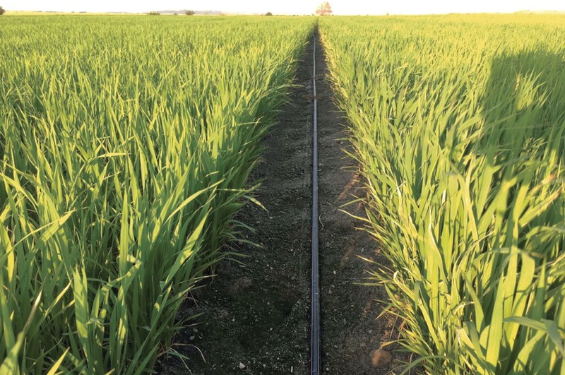 Trồng lúa bằng phương pháp tưới nhỏ giọt, chỉ sử dụng một phần ba lượng nước, ở Thổ Nhĩ Kỳ. Ảnh NoCamels
