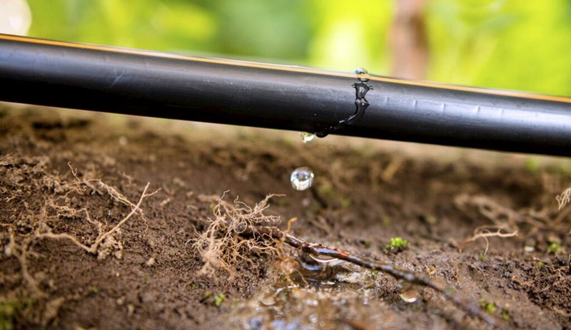 Hệ thống tưới tiêu được cấp bằng sáng chế của Netafim cung cấp nước từng giọt vào đúng thời điểm cần thiết. Ảnh NoCamels
