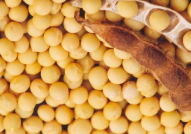 Đậu tương. Ảnh: Sina. Đậu tương. Ảnh: Sina.