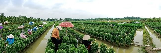 Một khoảng lặng miền Tây trước Tết cổ truyền qua ống kính OPPO F5 - Ảnh 1